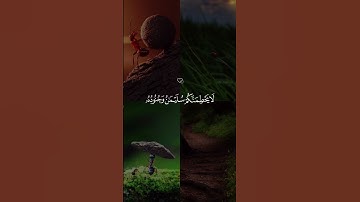#اكسبلور #المصحف #الرحمن  سورة النمل #قرآن_كريم