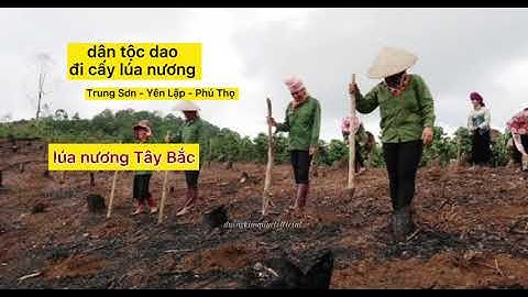 Dân tộc Dao cấy lúa nương