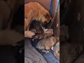 Cute Puppy Fights for Milk! 🐶 #adorablepuppy #puppylove #dogcare