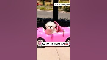 Labububu #labubu #dog #cute #history #foryou #explore #fyp #viral #trending #ai #dance