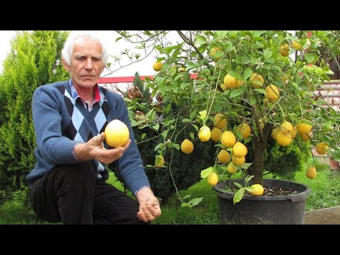 Video: Razlika Između Stabala Limete I Limuna