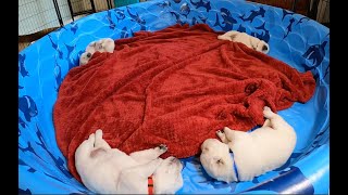 Livestream REPLAY - Adorable, Chunky 19-day-old Labrador Retrievers #labrador #cutepuppies #pupppy by HighDesertLabradors 1,014 views 12 days ago 5 hours, 46 minutes