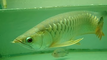 Cá rồng bị tuột màu, rách đuôi, gãy nan giá rẻ.... Có nên mua không?