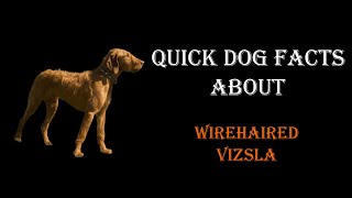 Quick Dog Facts About The Wirehaired Vizsla!