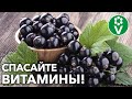 НЕ ПРОПАДЕТ НИ ОДНА ЯГОДКА! Как экологически чисто защитить свой урожай смородины