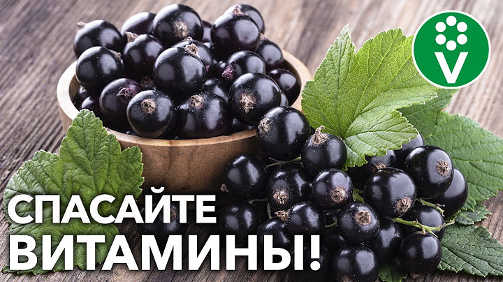 НЕ ПРОПАДЕТ НИ ОДНА ЯГОДКА! Как экологически чисто защитить свой урожай смородины