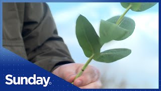 Pine trees: A force for good or bad in the climate change fight?