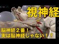 【視神経】脳神経2番!実は脳神経じゃない!?