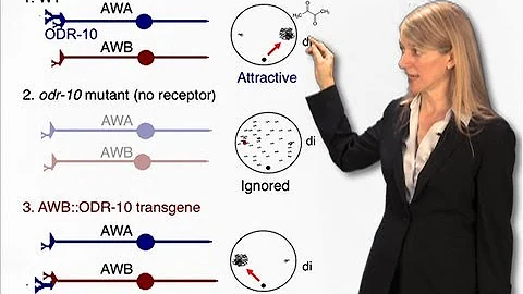 Cori Bargmann (Rockefeller) Part 1 : Genes, the br...