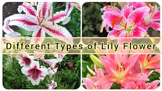 17 Different Types of Pink Lily Flower