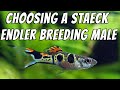 Choosing best staeck endler breeder males from pond  aquarium staeck endlers guppy fish breeding