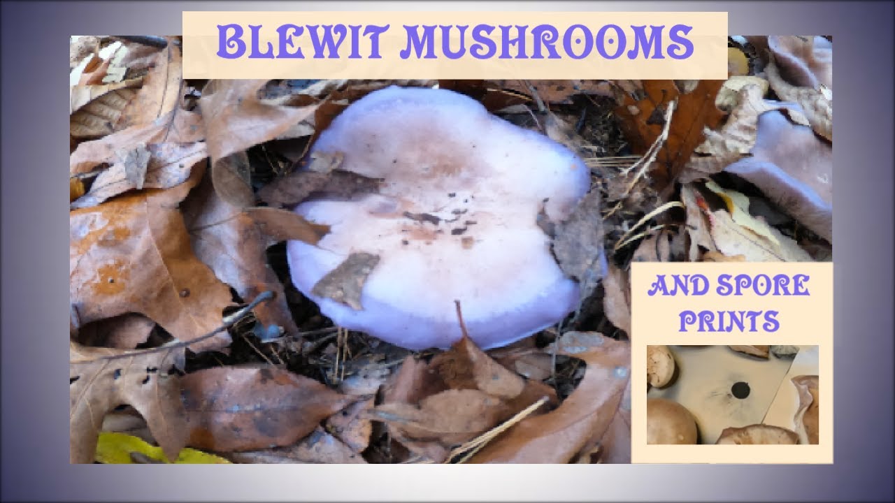The Blewitt Mushroom and Spore Prints