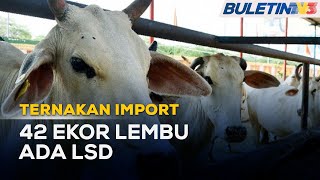 TERNAKAN IMPORT | MAQIS Kesan Penyakit LSD Pada Lembu Hidup