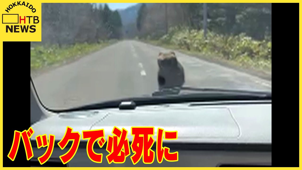 バックで必死に逃げた」運転中クマとばったり 1分ほど追いかけられる