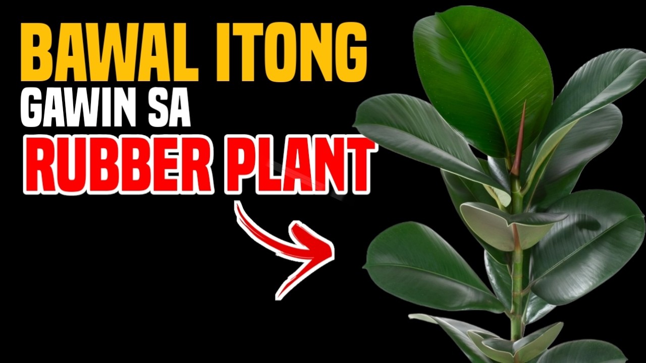 ITO PALA ANG HUWAG NA HUWAG MONG GAGAWIN SA RUBBER PLANT KUNG ILALAGAY SA LOOB NG BAHAY