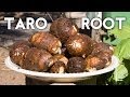 Growing Taro Root Plant - Tips & Harvest