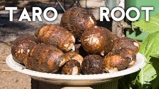 Growing Taro Root Plant  Tips & Harvest