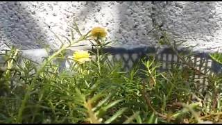 VID-20170401-WA0002.mp4