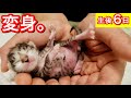 １日で大きくなる生後６日目の赤ちゃん子猫。【保護猫】