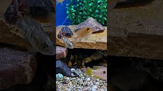 #80smusic #viralvideo #aquarium #fish #fishaquarium #foryou #africancichlids #catfish #fishtank