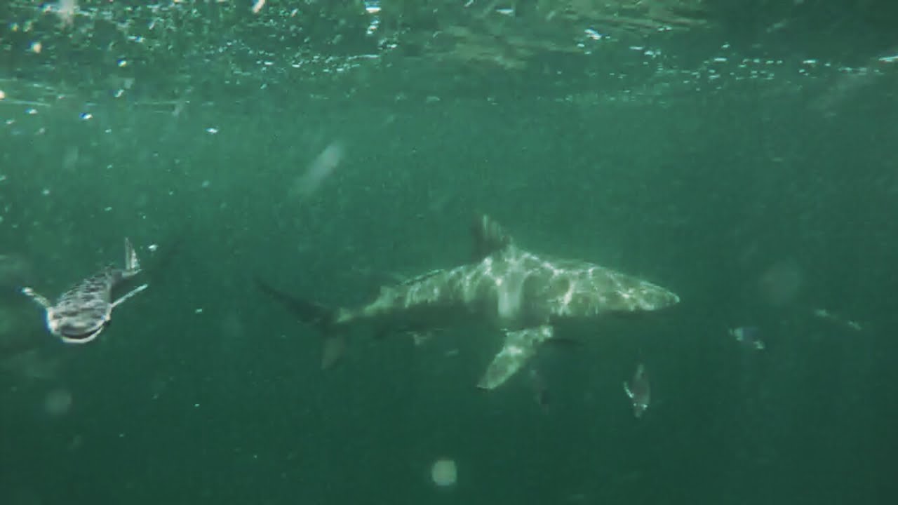 lakeforkguy merch Shark Fishing Florida Wild Kingdom - Sharks Keep Away - Chew On This