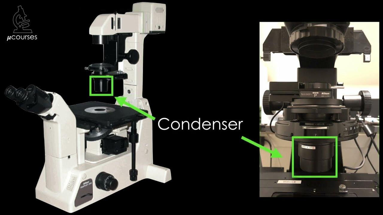 Microscope alignment for optimal image quality Koehler Illumination