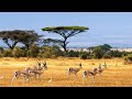 Drought season  animals desperate for water  wildlife documentary 1080p