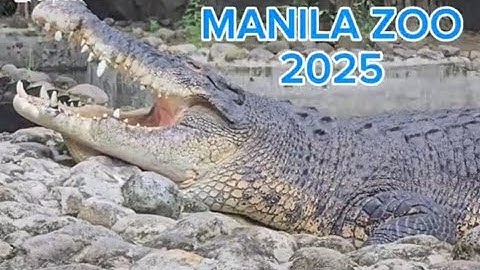 Manila ZOO 2025
