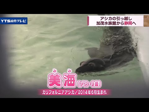 加茂水族館から静岡の水族館へ アシカの引っ越し