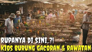 SIDAK KIOS BURUNG2 GACORAN, BAHAN RAWATAN DARI OCEHAN SAMPE MASTERAN