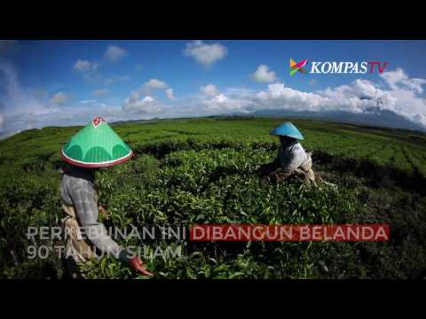 Video: Teh: Dari Perkebunan Hingga Mencicipi