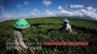 Perkebunan Teh Terbesar di Dunia Ada di Indonesia