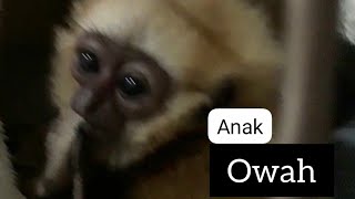 #satwa diLindungi#anak owah#owah Jawa#bbksda Jatim#zoo#animals@bejountung9623 @Bagos Channel ak