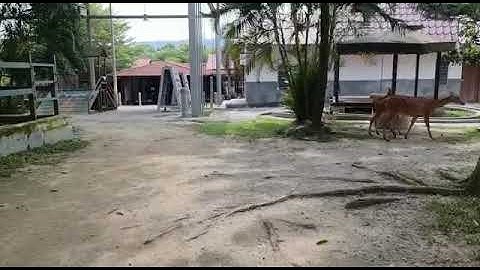 oscillopsia simulation