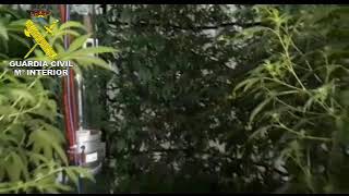 La Guardia Civil desmantela una plantación “indoor” de marihuana en Tui