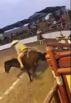 john cena slams a horse