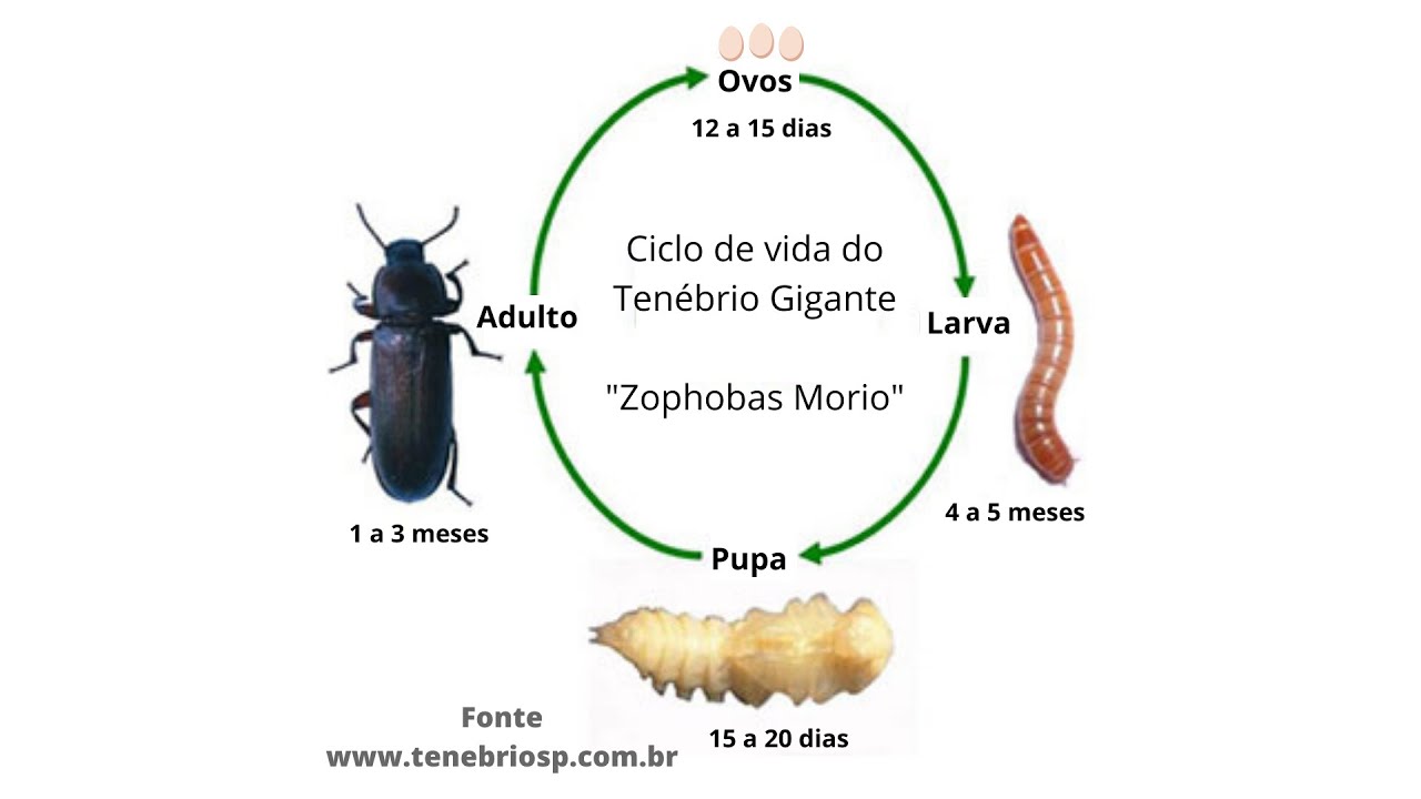 Ciclo de vida do Tenebrio Gigante - YouTube