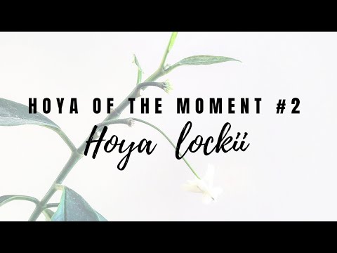 Hoya of the