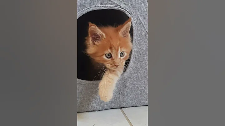 Watch the video about ✅ Aslan 💙 #mainecoon #cat #kitten #cute #catlover #kitty #pets #love