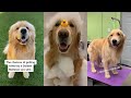 Golden Retrievers being Awesome 🐕🐕🐕 Funny TikTok Compilation