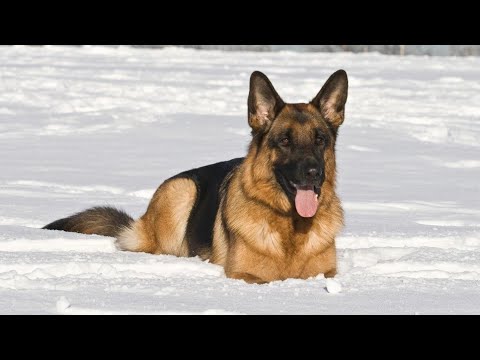 Немецкая Овчарка / Գերմանական հովվաշուն