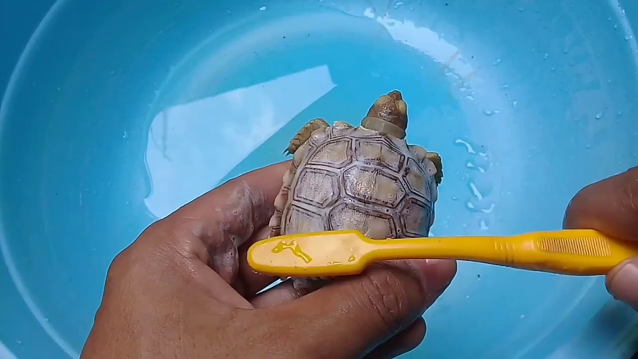 Cara Memandikan Sulcata yang Benar 