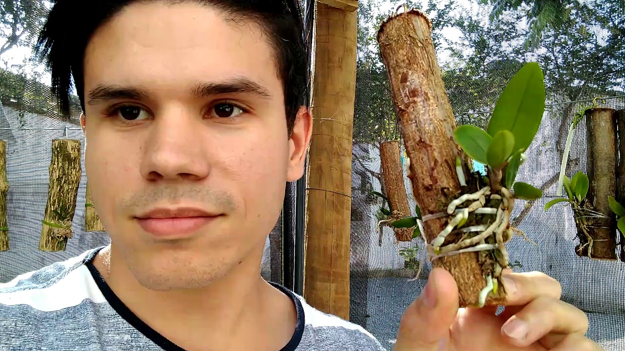 ENRAIZAMENTO, BROTAÇÃO e ADUBAÇÃO das minhas ORQUÍDEAS no meu ORQUIDÁRIO.