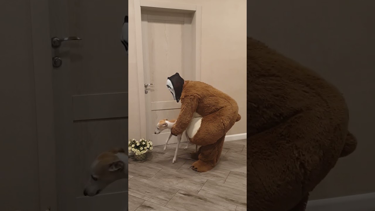 Someone brings a dog to Tanya