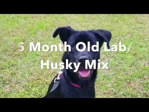 black lab husky