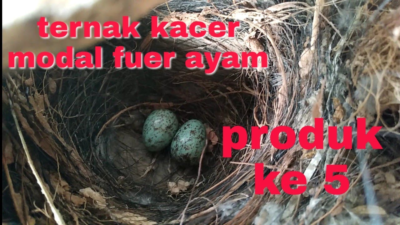 ternak burung kacer modal fuer ayam^produk ke 5x 