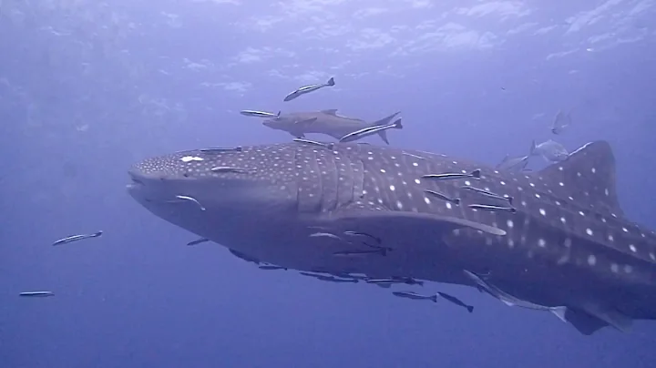 Whale Shark at Sail Rock on 27 April 2017 - by Chr...