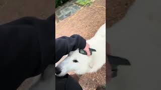 Dog Training in Charlottesville, VA with Ridgeside K9 Charlottesville