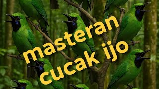 Langsung Mau Jamtrok !! Cucak Ijo Gacor Full Isian Tembakan, Ampuh Untuk Pancingan Cucak Ijo Lomba!!
