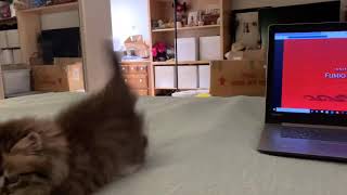 Adorable 9 week old tabby ragamuffin kitten playing by Gregory Bennett 76 views 3 years ago 58 seconds